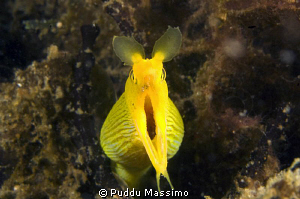 lembeh,nikond2x 60mm macro by Puddu Massimo 